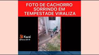 Foto de Cachorro sorrindo em tempestade viraliza