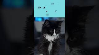 Il gatto nero  magia e fascino  #shorts  #curiosità #magic #cat #viralvideo