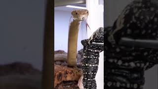 snake eat lizard | #shorts #lizard #eat #pets #byte #eating