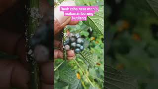 rasa manis keset buah reba#berkebun #berkebundirumah #pertanian #petualangan