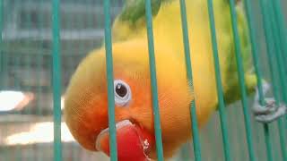 Lovebird lagi pingin di vidio in.