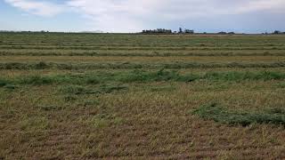 Wind Blown Alfalfa Windrows: The Joy's of Farming