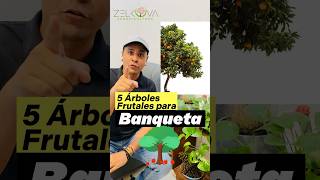 5 Árboles Frutales para Banqueta 🌳🌲‼️ #árboles #plantas #arbolesnativos #arboles #arboriculture