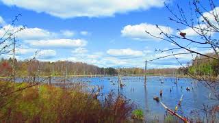 Spring Day at Looking Glass Pond