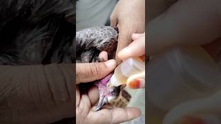 pigeon eye infection treatment 👁⛑️ #shorts #viral #pigeon #nafeespigeon