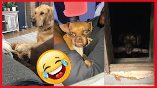 funny dogs that make u cry laugh