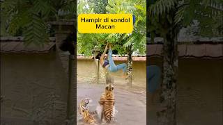 Wanita bergelantungan di pohon, macan di sungai #animals #tiger #shorts #wildanimals