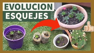 🌼 Evolución ESQUEJES de MARGARITA 🌼  ÉXITO TOTAL!! Evolución de los esquejes, ABONO y TRASPLANTE.