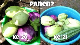 Eps. 43 Gardening || Panen Terong Sampai Ke-20 & 21 Kali??? Ada Tipsnya Loh!