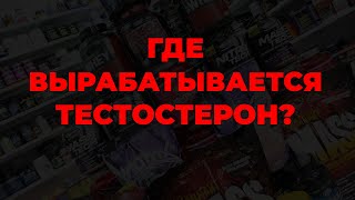 Где вырабатывается тестостерон?