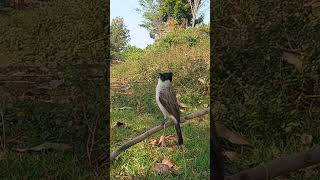 suara pikat kutilang full emosi || gacor bikin burung lain emosi#short #short