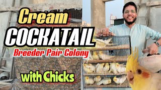 Cream COCKATAIL Breeder pair colony with chicks | vip setup tha uncle ka