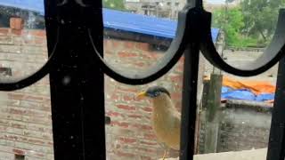 bird trying to broken the glass😍