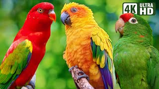 CUTE PARROTS | COLORFUL BIRDS | RELAXING SOUNDS | STUNNING NATURE | BEAUTIFUL PETS | STRESS RELIEF