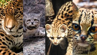 5 felinos silvestres de Sudamérica que tal vez no conoces