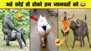 😂🤣  इन जानवरों के कारनामे देख हंसी नहीं रुकेगी | Funny Animals moment caught on camera | Part 5