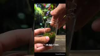 how to make terrarium#shorts#terrarium#nature