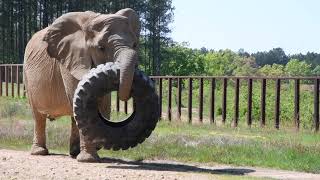 The Elephant Sanctuary | Sukari Carries 350 Pound Tire