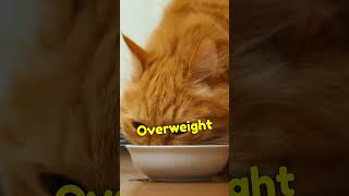 Are You Overfilling Your Cat’s Food Bowl?