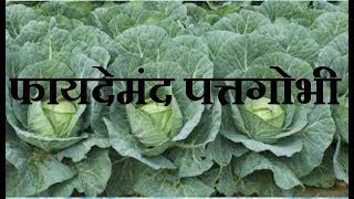 BENEFITS OF CABBAGE IN LACK OF BLOOD BLANC BODY'S WEIGHT IN HINDI || FAYDE MAND PATTAGOVE AYURVEDIC