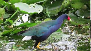 Purple Gallinule