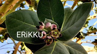 ERIKKU FLOWERS