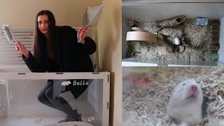 Hamster Cage Cleaning Vlog