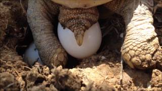 Greek tortoise laying eggs 2016.