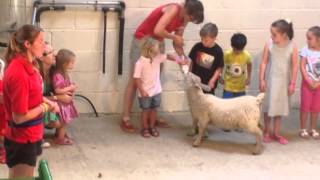 Dominic feeding sheep at fishers farm