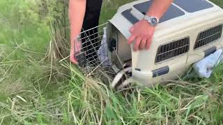 Rescue and release of badger (+)