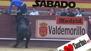 Cogida el Sábado encierro Valdemorillo