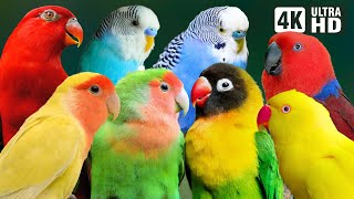 MOST WONDERFUL SMALL PARROTS | COLORFUL BIRDS | RELAXING SOUNDS | STUNNING NATURE | STRESS RELIEF