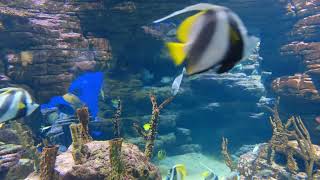 Fish tank soothing sound #fish#fishes#fishtank#water#relaxingsounds#soothing#seafood#aquarium#swim