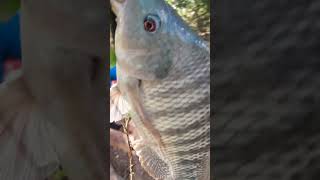 tilapia mais de kilos na telescópio #peixes