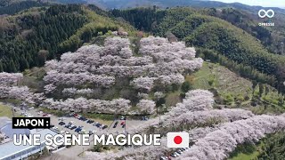 Au Japon, les habitants de Kanazawa assistent à la floraison des cerisiers