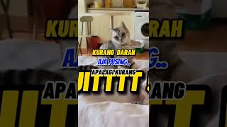 kucing dugem pusing