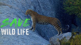 #save #wildlife #leopard #nature #naturelovers #india