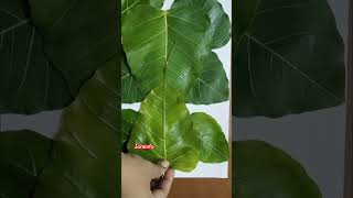 அரச இலை விநாயகர் | Leaf Vinayagar #leaf #jaminfo360 #vinayagar #devotinal #status