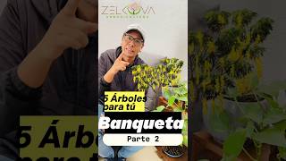 5 Especies Nativas para tu Banqueta‼️🌳 #árboles #plantas #arbolesnativos #arboriculture #naturaleza