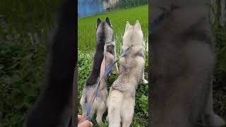 Siberian Husky saat melihat mangsa