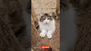 Curiosità sui #gatti #gatto #animali #curiosità