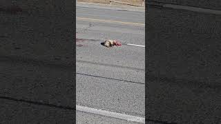 what's this?/animal died on the road