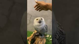 Lucu banget ni burung hantu😍🙏 #owl #viral #fypシ #fyp #burung