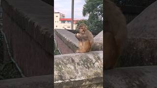 Small Monkey Eating By himself