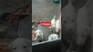 Rajapalayam puppy available  🚛 இருப்பிடம் 🐾ராஜபாளையம் அழைப்பு ,7639524433