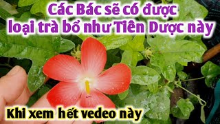 Loại trà bổ như Tiên Dược, bồi bổ sức khỏe, phòng ngừa ungthưư. PHAN HẢI Vlog