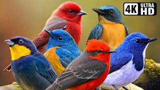 Vibrant Avian Wonders | Relaxing Nature Sounds | Exotic Birds | Stress Relief | Flycatcher | Calm