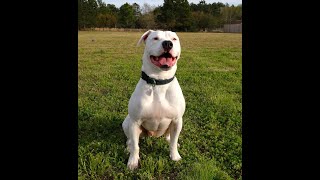 American Bulldog,#american-bulldog,#american bulldog dog,#dog american bulldog,#bully xl