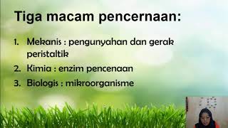 Sistem Pencernaan Makanan Pada Ruminansia