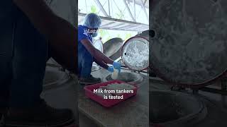 How milk gets processed in a factory